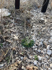 Scutellaria drummondii