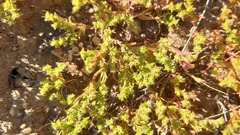 Lastarriaea chilensis