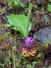 Curcuma inodora