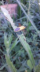 Erythrocephalus
