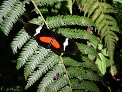 Heliconius clysonymus