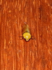 Monecphora cingulata