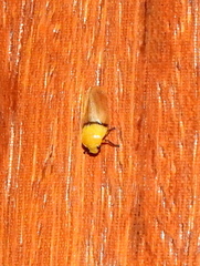 Monecphora cingulata