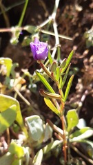Clarkia tenella