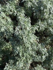 Artemisia pycnocephala