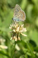Polyommatus icarus