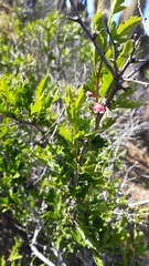 Bridgesia incisifolia