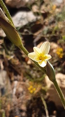 Sisyrinchium graminifolium