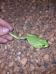 Ranoidea cyclorhynchus