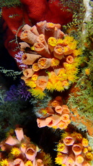 Tubastraea coccinea