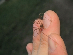 Scytodes globula