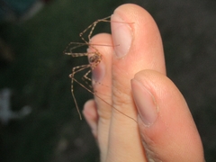 Scytodes globula
