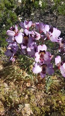 Alstroemeria magnifica