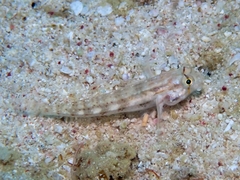 Gnatholepis thompsoni