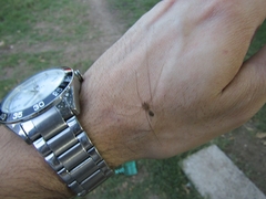 Scytodes globula