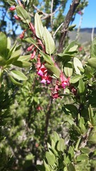Fuchsia lycioides