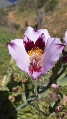 Alstroemeria magnifica