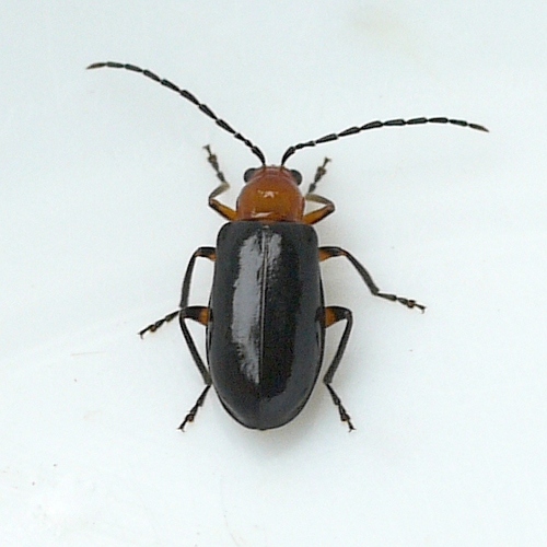 Phyllecthris dorsalis