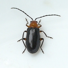 Phyllecthris dorsalis
