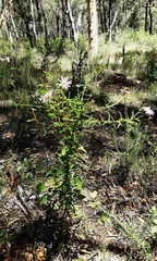 Olearia cordata