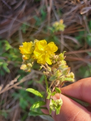 Crocanthemum corymbosum