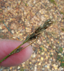 Carex spicata