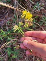 Crocanthemum corymbosum