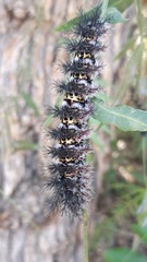 Ormiscodes cinnamomea