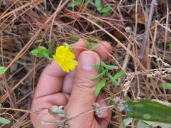Crocanthemum corymbosum
