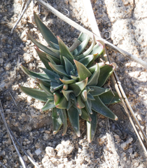 Dudleya saxosa