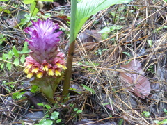 Curcuma inodora