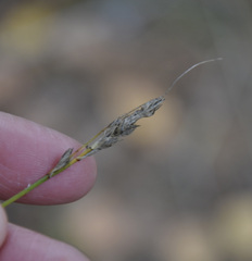 Carex spicata