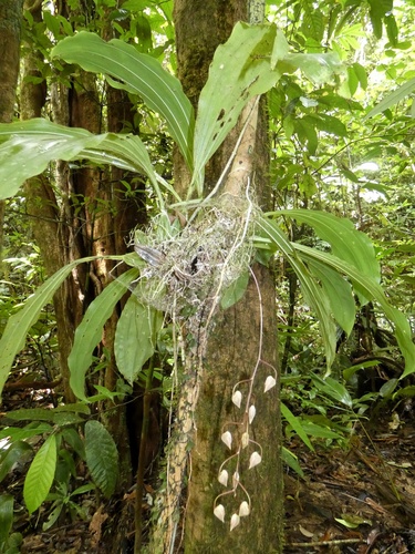 Gongora leucochila, photograph 5