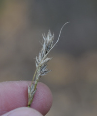 Carex spicata