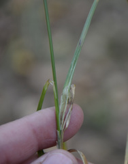 Carex spicata