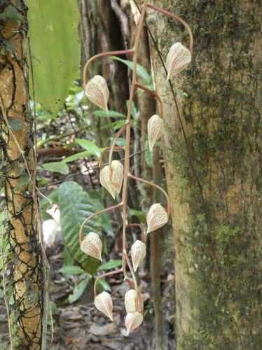 Gongora leucochila, photograph 6