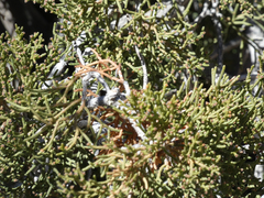 Juniperus californica