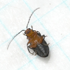 Phyllecthris dorsalis