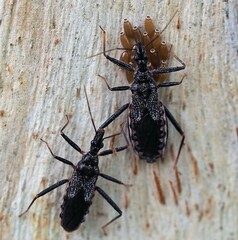 Piestolestes obscurus