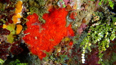 Clathria spinosa