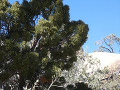 Juniperus californica