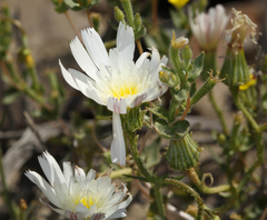 Calycoseris wrightii