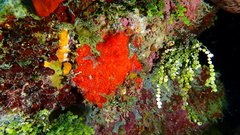 Clathria spinosa