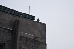 Falco peregrinus