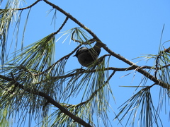 Poecile sclateri