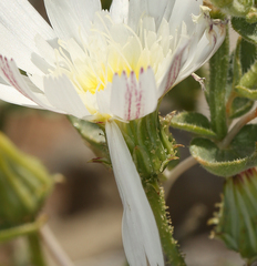 Calycoseris wrightii
