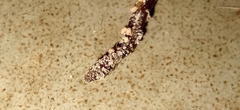 Cyclophyllidea