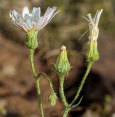 Calycoseris wrightii