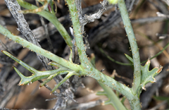 Calycoseris wrightii