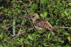 Trachyphonus darnaudii usambiro